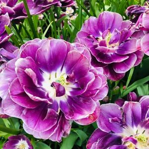 Meet your Posher, Aman